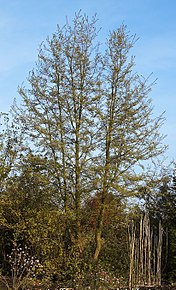 Le ñire (Nothofagus antarctica)