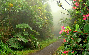 Bosque húmedo montano y premontano Braulio Carrillo