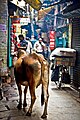 בעלי חיים כגון פרות וקופים מסתובבים בעיר.