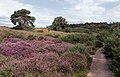 Posbank - brezales, arbustos y árboles