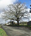 The Liberty Oak.