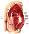 Estructures visibles sota el gluti major.