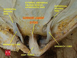 Spermatic_cord