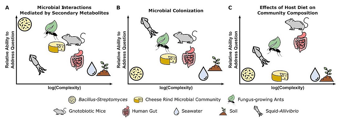 Tradeoffs between experimental questions and complexity of microbiome systems [172] (A) Pairwise interactions between the soil bacteria Bacillus subtilis and Streptomyces spp. are well-suited for characterizing the functions of secondary metabolites in microbial interactions. (B) The symbiosis between bobtail squid and the marine bacterium Aliivibrio fischeri is fundamental to understanding host and microbial factors that influence colonization. (C) The use of gnotobiotic mice is crucial for making links between host diet and the effects on specific microbial taxa in a community.[172]