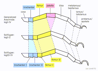 一般化したクモガタ類の脚（上）とヒヨケムシの脚（中：第1-2脚、下：第3-4脚）の肢節相同性