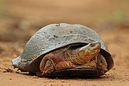 Tartaruga-de-capacete-africana (Pelomedusa subrufa), reserva de caça privada Phinda, Cuazulo-Natal, África do Sul. Conhecida comumente como cágado-de-pântano, tartaruga-crocodilo, ou no comércio de animais de estimação como tartaruga-de-pescoço-lateral-africana, é uma espécie de cágado de pescoço lateral, onívoro, da família Pelomedusidae. A espécie ocorre naturalmente em corpos de água doce e estagnada em grande parte da África Subsaariana, e no Iêmen do sul. (definição 3 636 × 2 424)