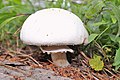 Agaricus campestris