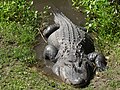 American alligator (Alligator mississippiensis)