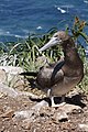 Atobá Sula leucogaster com plumagem juvenil.