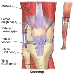 Anatomy of the knee, viewed from front.