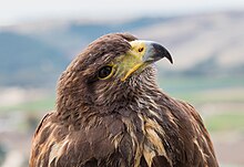 Busardo mixto (Parabuteo unicinctus), Arcos de la Frontera, Cádiz, España, 2015-12-08, DD 06.jpg