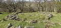 Hut circle near Aber Fallsn Conwy