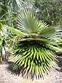 Coccothrinax borhidiana s krátce řapíkatými listy