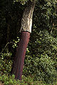 Image 52Recently stripped cork oak (Quercus suber) (from Tree)