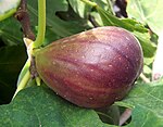 Il fico è un frutto con la buccia rossiccia e dalla forma vagamente a pera.