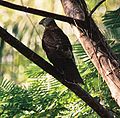 Fiji goshawk