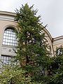 Ginkgo biloba - Botanisk hage i Bergen