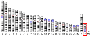 Chromosome Y