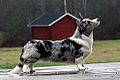 Cardigan Welsh Corgi