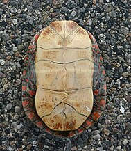 Plastral view of Chrysemys picta marginata