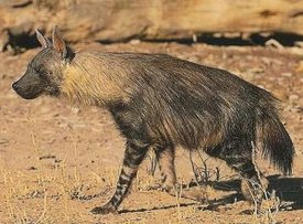 Бурая гиена — обитатель Южной Африки