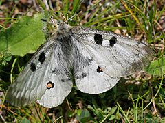 Parnassius apollo testoutensis (Savoie, France).