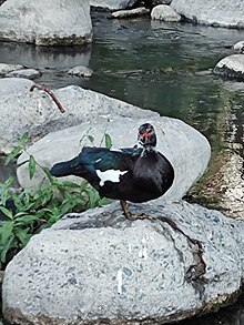 Pato Real Río Santa Catarina NL