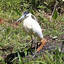 Pilherodius pileatus -near pond-6.JPG