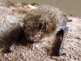 Нетопырь лесной (Pipistrellus nathusii)