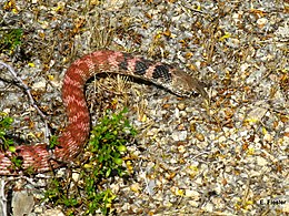 Red racer (Masticophis flagellum piceus), Joshua Tree National Park, California (29 April 2011)