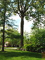 Gros arbre dans un parc de Riverbend