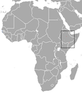 Thumbnail for Somali dwarf shrew