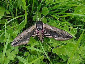 Syreenikiitäjä (Sphinx ligustri)