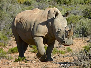 White Rhinoceros