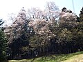 馬場の桜