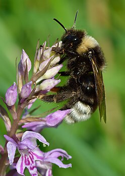 Un Bombus bohemicus butinant un orchis de Fuchs (Dactylorhiza fuchsii), en Estonie. (définition réelle 2 282 × 3 200)