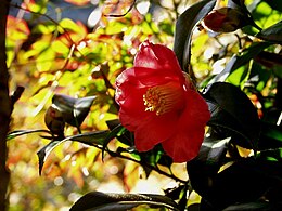 Japoniškoji kamelija (Camellia japonica)