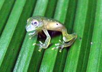 Cochranella albomaculata from Costa Rica