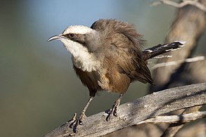 Grey-crowned babbler in the park