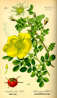 Dünemruus Rosa spinosissima