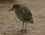 亞成鳥造訪 小藍企鵝 圍欄, 墨爾本動物園