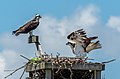 Image 81Ospreys in a nest on Sandy Hook, New Jersey