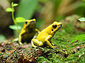 Phyllobates terribilis im Zoo Zürich, aufgenommen 2009 mit Nikon D40x.