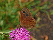 Satyrus ferula