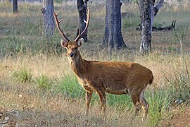 Cerf des marais (Rucervus duvaucelii).