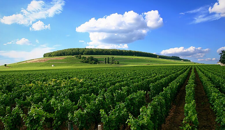 A vineyard in the Burgandy wine region of France.