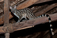 Paprastoji geneta (Genetta genetta)