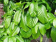 Leaves