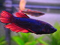 Dunkelrot Crowntail