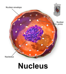 Cell nucleus.